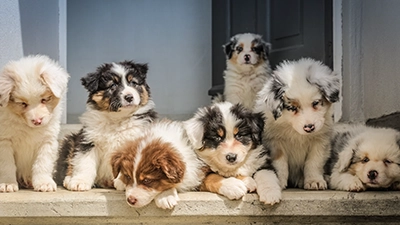 foto van een hond