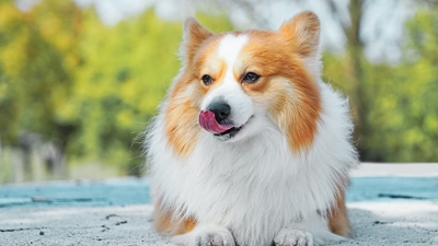 foto van charlie